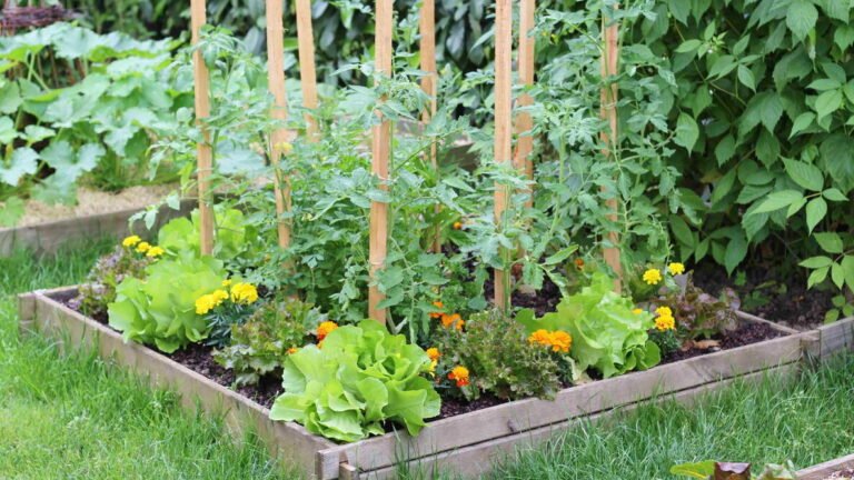 Small Space Vegetable Garden: How to Start Yours Today